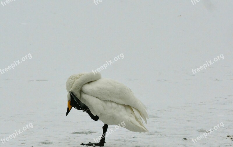 Whooper Swan Winter Snow Yoga Free Photos