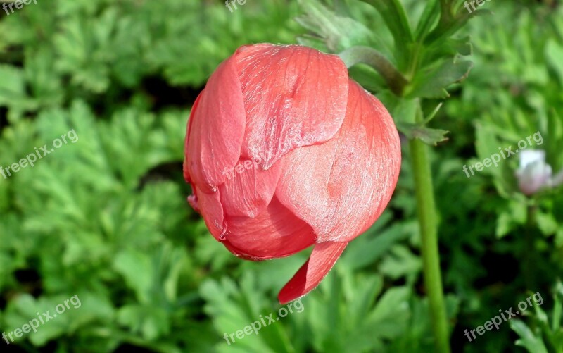 Anemone Flower Bud Red Garden