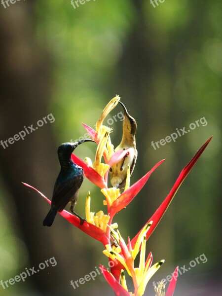 Sunbird Loten's Sunbird Bird Avian Small