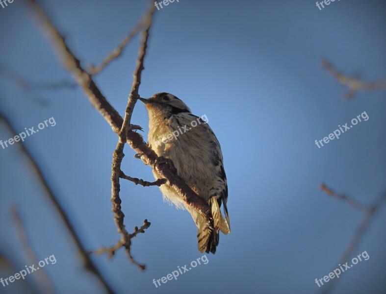 Birds Woodpecker Sky Branch Free Photos