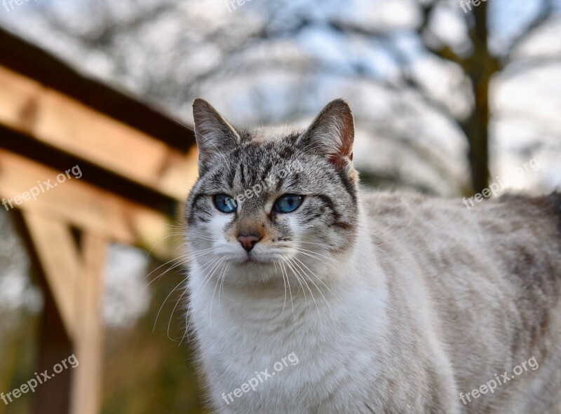 Cat Pussy Pussy Cloud Feline Cat With Blue Eyes