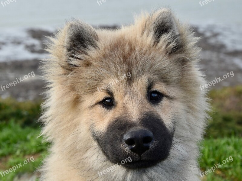 Dog Dog Eurasier Pup Puppy Dog Olaf Blue