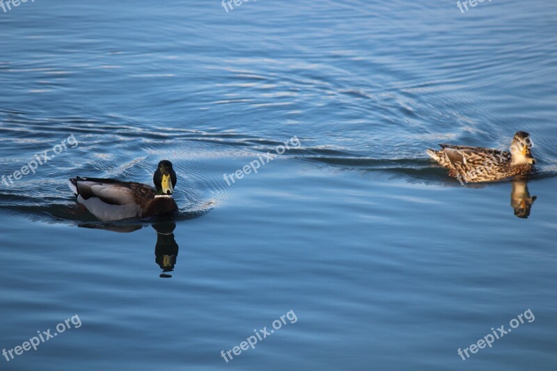 Duck Marine Nature Water Animal