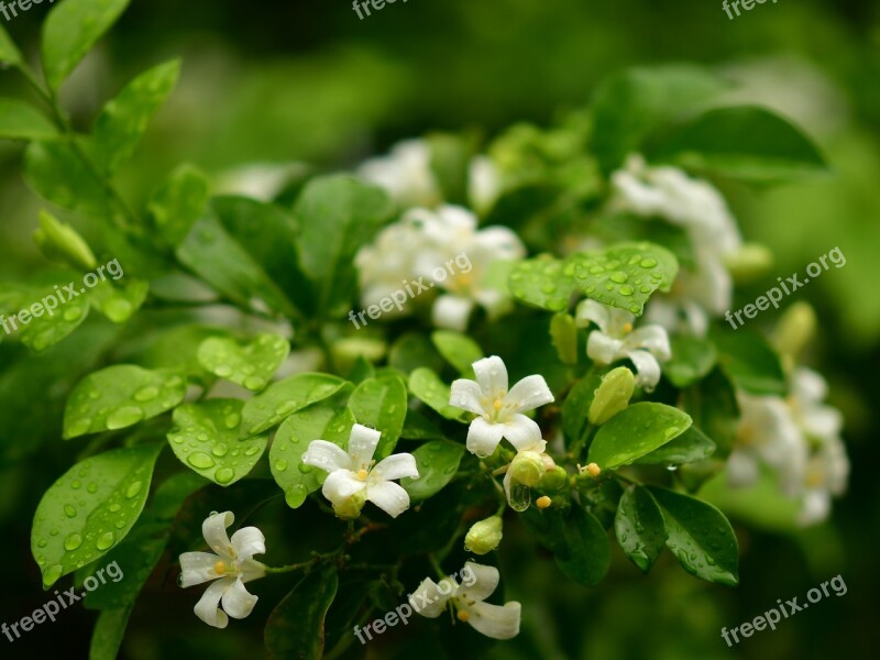 Orange Jasmine White Flowers Fragrance Bloom Blossom