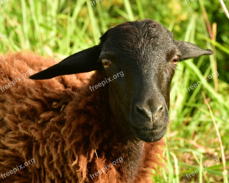 Goat Goatling Lamb Curly Livestock