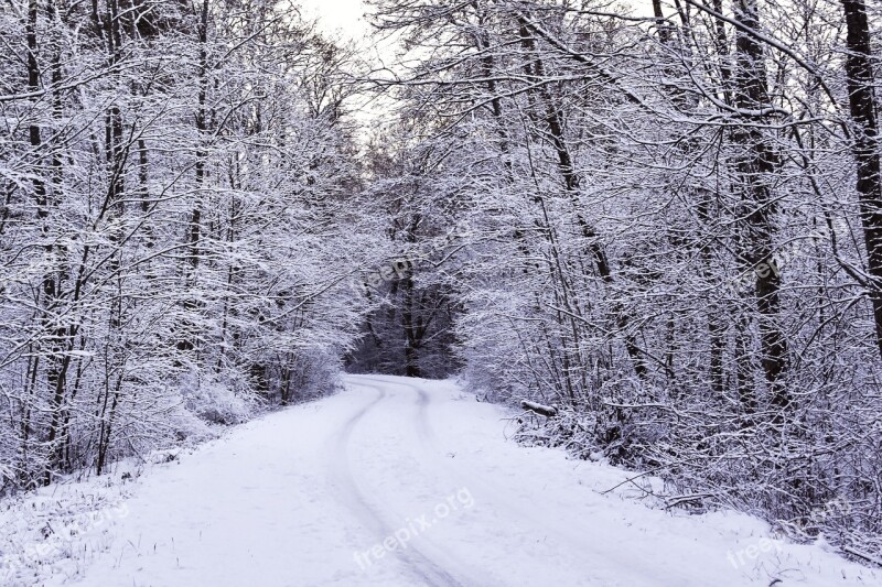 Winter Hoarfrost Snow Forest Wintry Forest