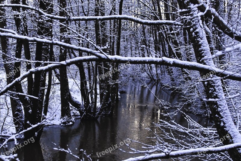 Winter Winter Forest Reflection Forest Snow