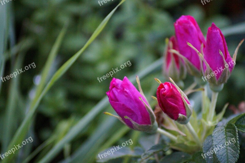 Spring Roses Flowers Mother's Day Pink