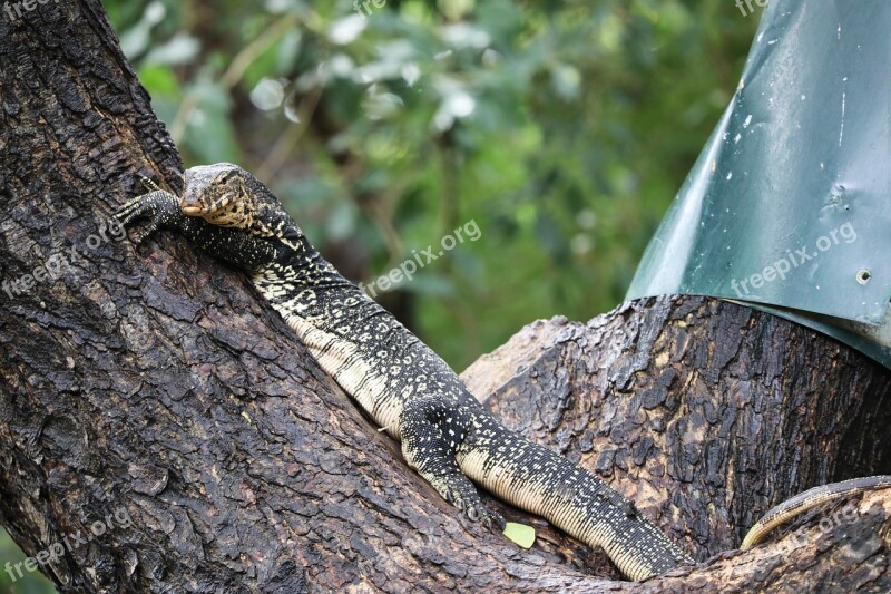 Lizard Tree Monitor Lizard Reptile Resting