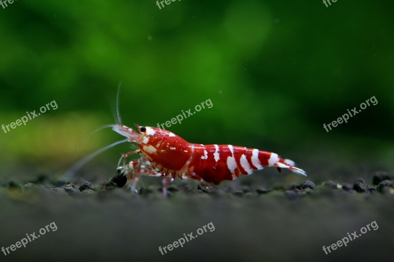 Shrimp Ornamental Shrimp Pet Shrimp Red Slip Style Or Catch Shrimp