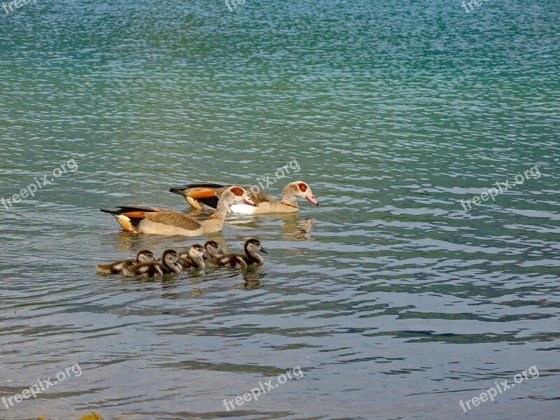 Goose Nilgans Water Bird Poultry Water