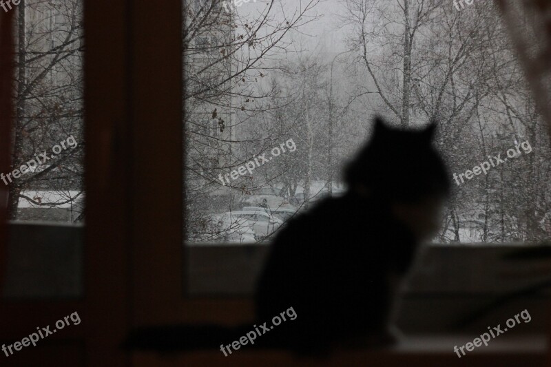 Cat Snow Winter Window Blizzard