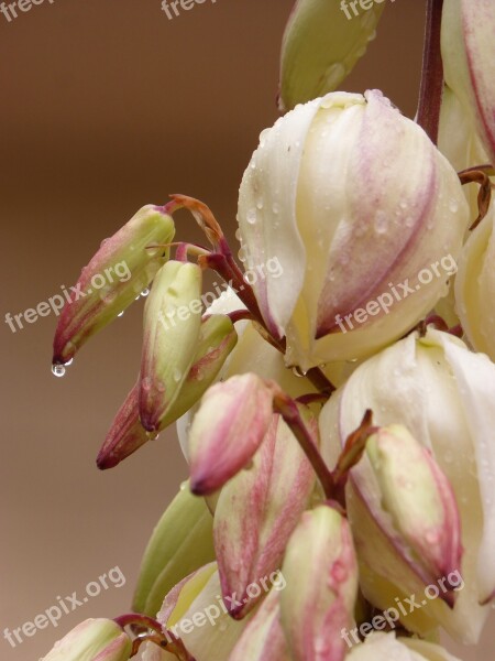 Flower Cactus Flower Rocio Drops Freshness