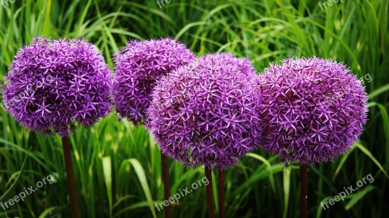 Ornamental Onion Flower Blossom Bloom Purple