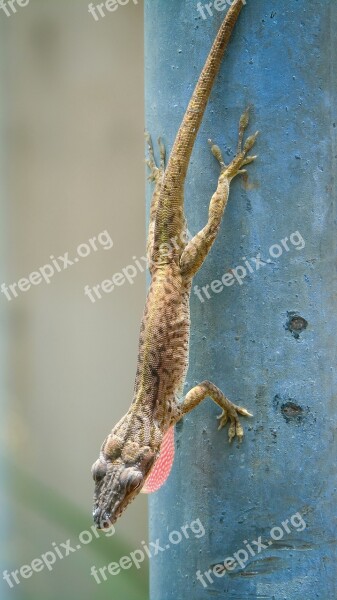 Lizard Animal Reptile Green Iguana