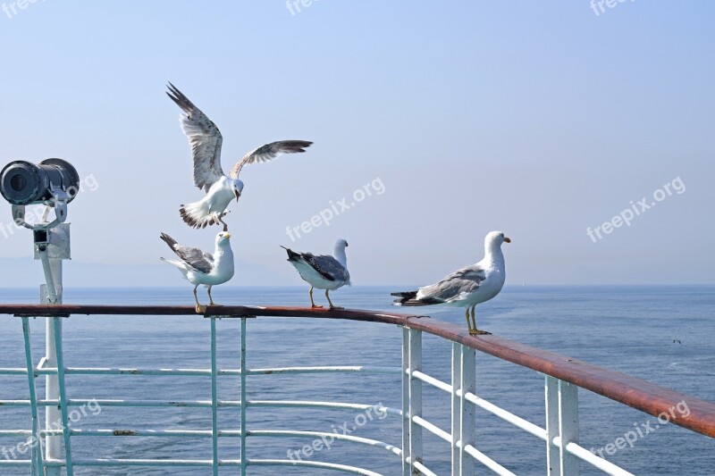 Seagulls Sea Ferry Birds Ship