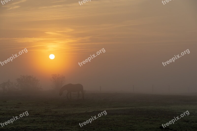 Sun Horses Fog Sunrise Grass