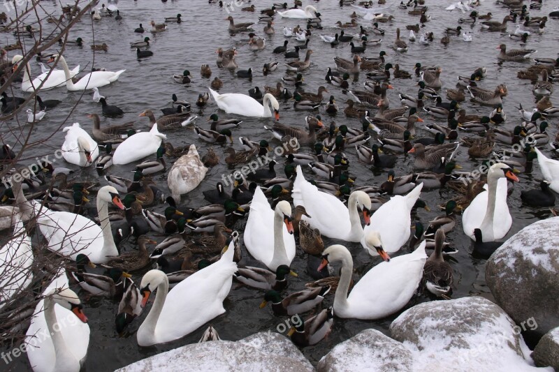 Wild Birds Ducks Swans Water Expensive