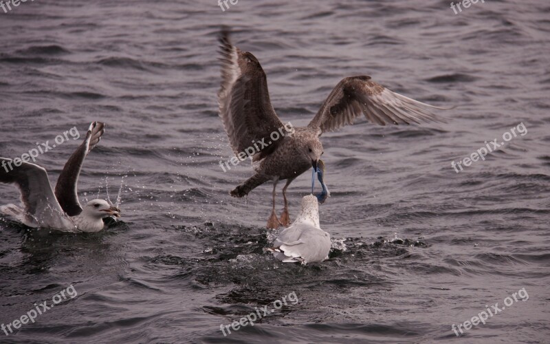 Gulls Birds Expensive Natural Wings