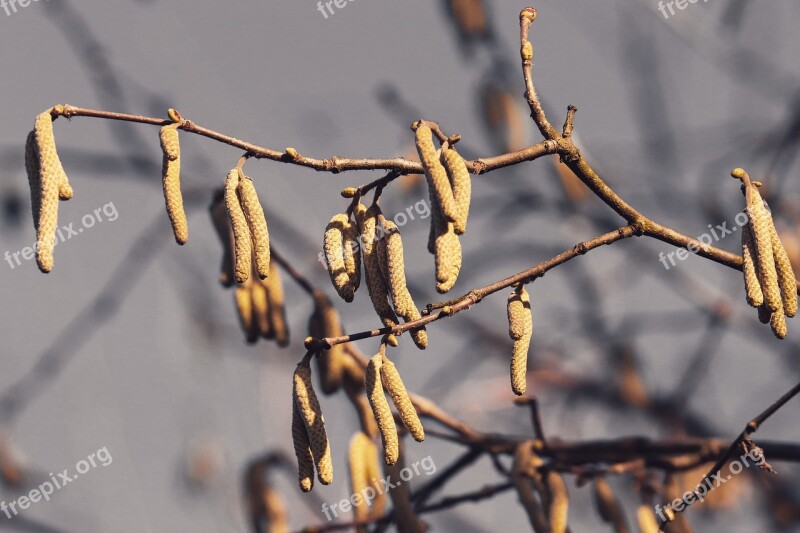 Blossom Kitten Yellow Hazelnut Common Hazelnut Spring