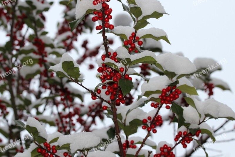 Llex Aquifolium Common Holly Christmas Holly Red Berries Green Leaves