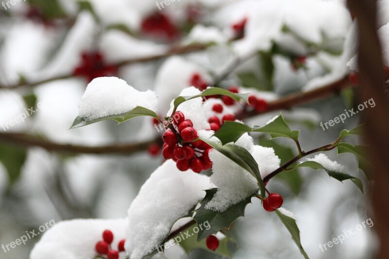 Llex Aquifolium Common Holly Christmas Holly Red Berries Green Leaves