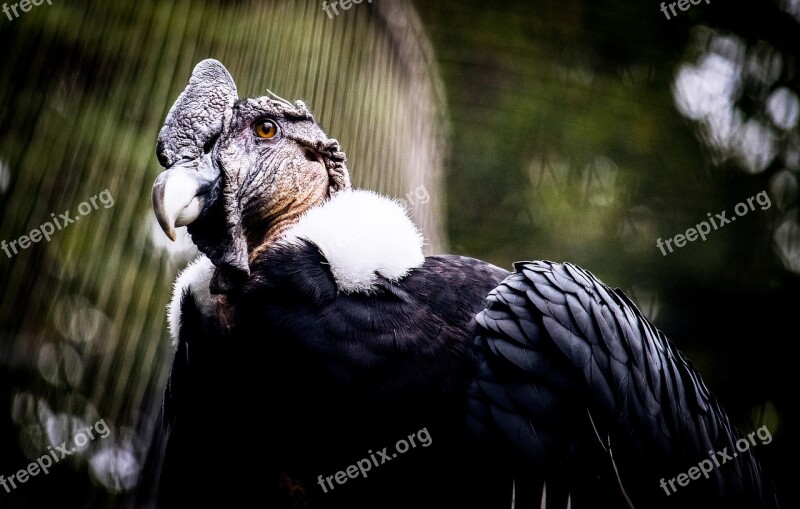 Raptor Bird Of Prey Bird Animal Animal World