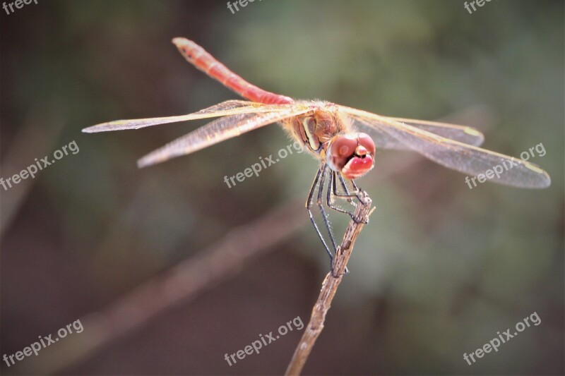 Dragonfly Insect Nature Bug Wildlife