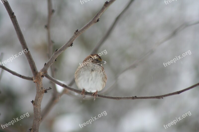 Wren Winter Bird Cold Nature