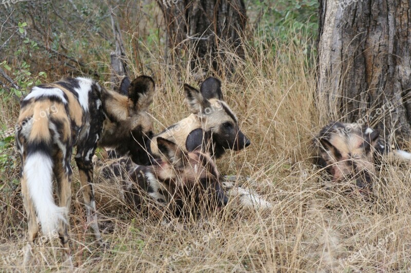 African Wild Dog Africa Nature Wildlife Kruger