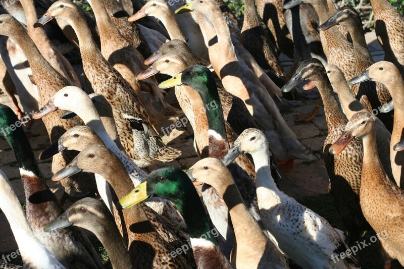 Ducks Crowd Fowl Group Flock