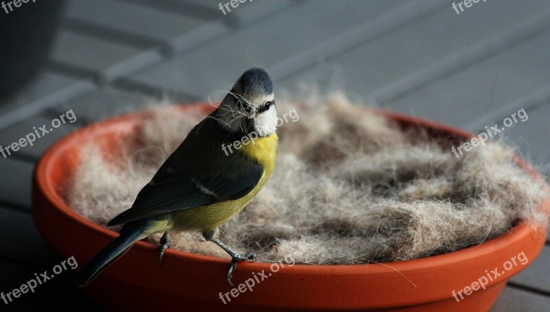 Spring Blue Tit Bird Nature Nesting Material