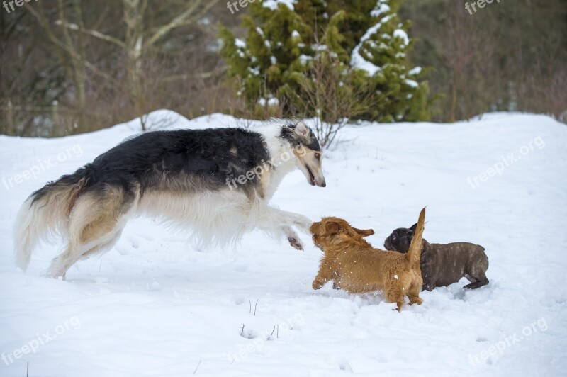 Borzoi Russian Greyhound Greyhound Dog Animals