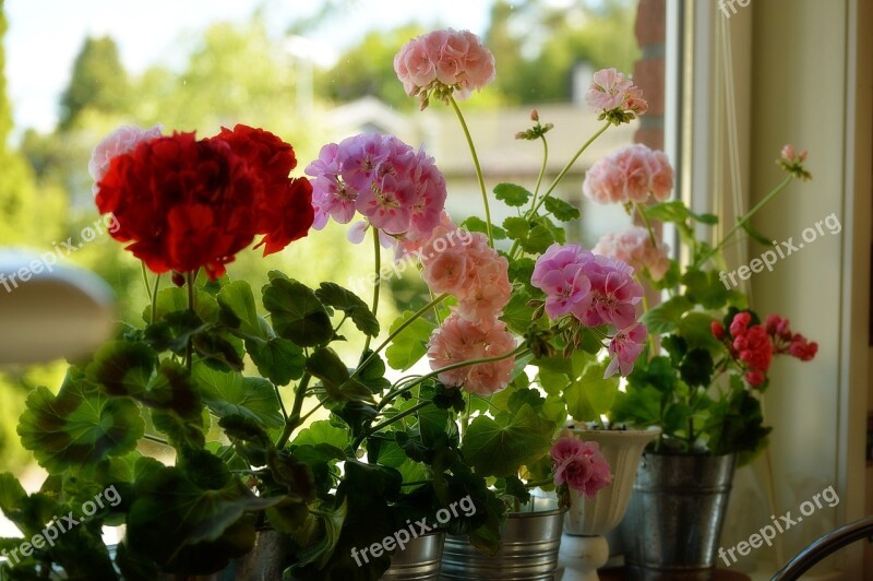 Geranium Flower Spring Window Red