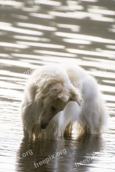 Dog Borzoi Water Race Pets