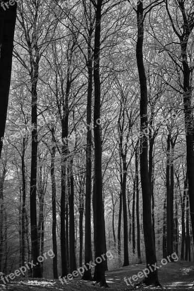 Black And White Forest Landscape Nature Trees