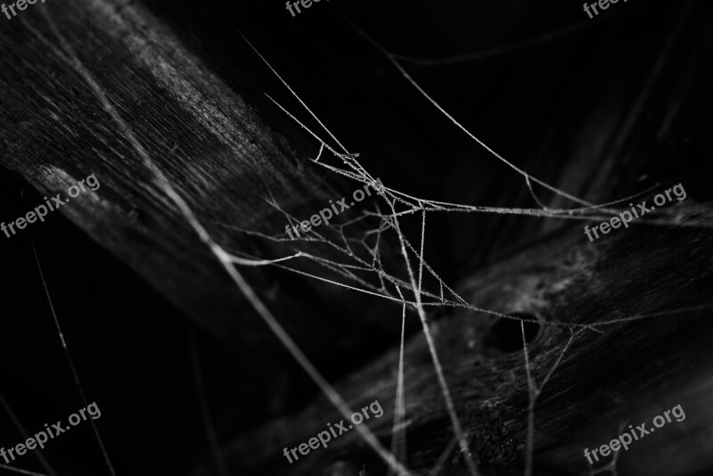 Black And White Frosty Cold Winter Cobwebs