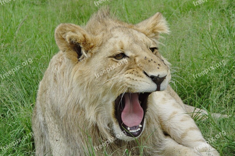 Lion Yawn Young Males Animal World