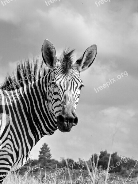 Zebra Hartmann's Mother Child Baby