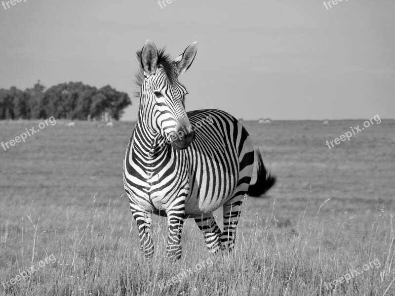 Zebra Hartmann's Mother Child Baby