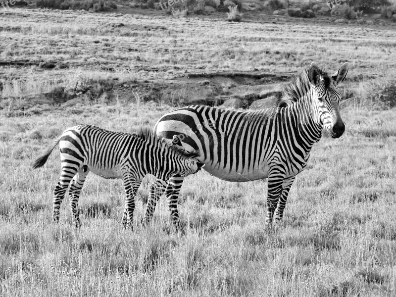 Zebra Hartmann's Mother Child Baby