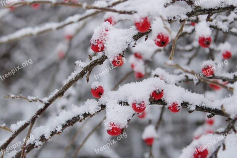 Cotoneaster Berries Red Green Nature