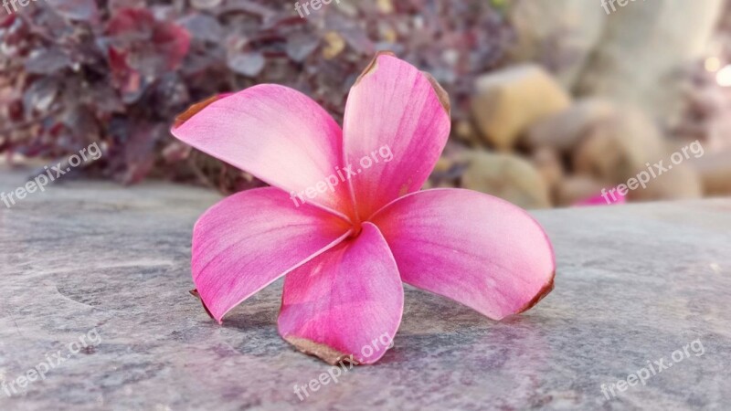 Pink Flower Beautiful Flower Fl Flower Pink