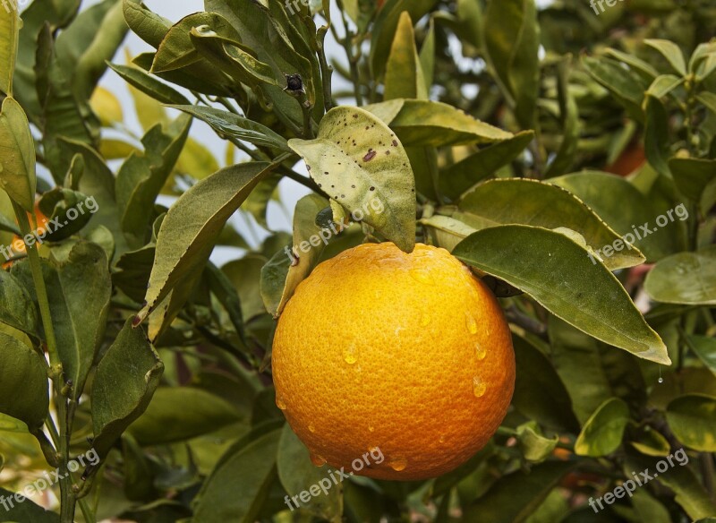 Orange Water Droplets Orange Tree Juicy Fruit