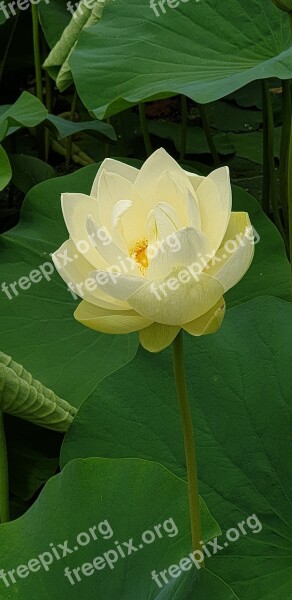 White Lotus Gardens Free Photos