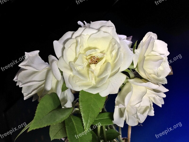 White Roses White Petals White Petals Flower