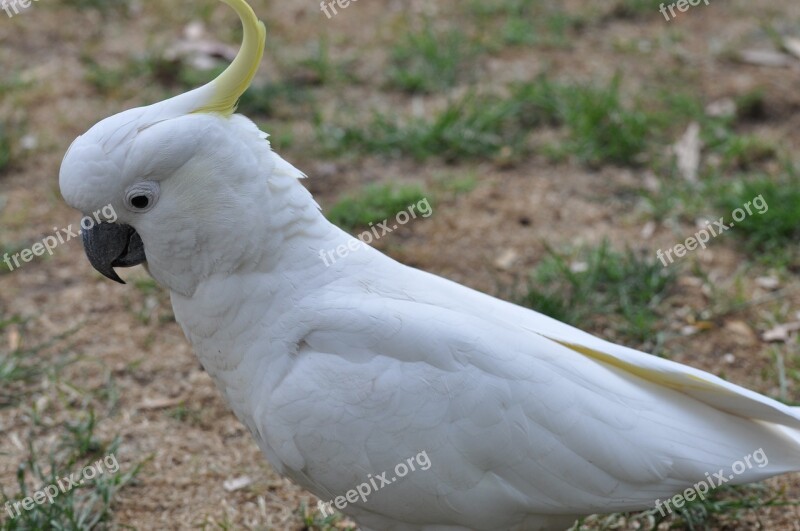 Cockatoo Australia Bird Close Up Free Photos