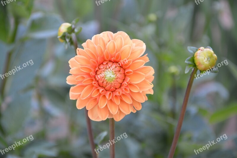 Flower Plant Bouquet Offer Nature White Flower