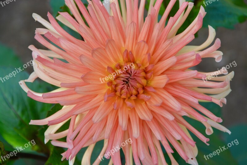 Flowers Plants Flowering Plant Green Foliage Nature