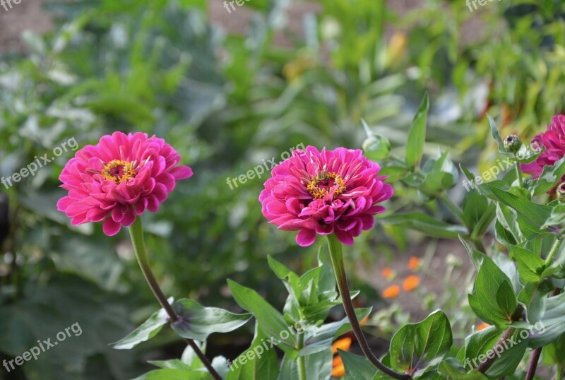 Flowers Plants Flowering Plant Green Foliage Nature